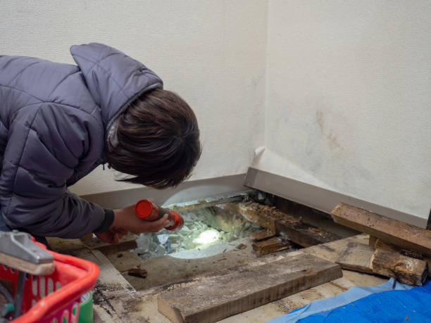 Best Real Estate Mold Inspection  in St Ignace, MI