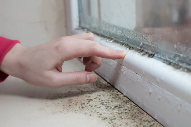 Best Airborne Mold Testing  in St Ignace, MI