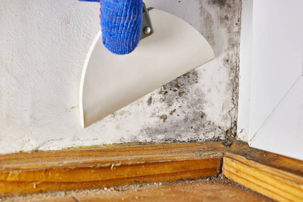 Trusted St Ignace, MI Mold Removal Experts